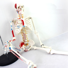 SKELETON04 (12364) Medical Science 85 cm Modelo de Esqueleto com Músculo Pintado para a Ciência Médica, melhor Presente para Ortopedista